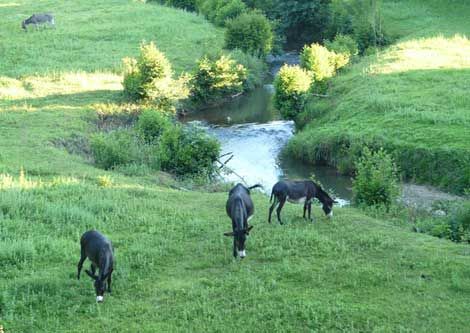 photo 13 Owner direct vacation rental La Bastide-Clairence gite Aquitaine Pyrnes-Atlantiques Outside view