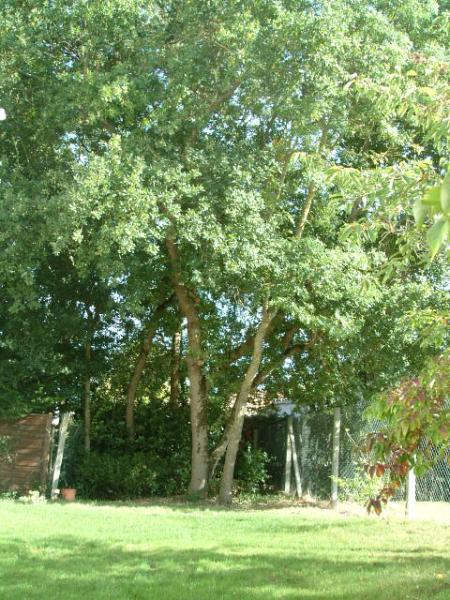 photo 11 Owner direct vacation rental Fouras villa Poitou-Charentes Charente-Maritime Garden