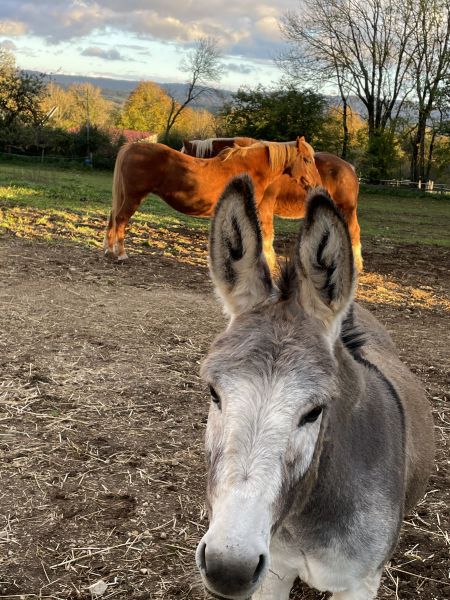 photo 10 Owner direct vacation rental Champagnole insolite Franche-Comt Jura Outside view