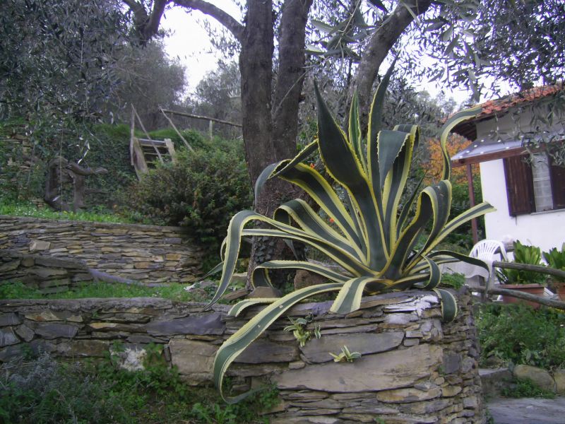 photo 5 Owner direct vacation rental Dolcedo gite Liguria Imperia Province Garden