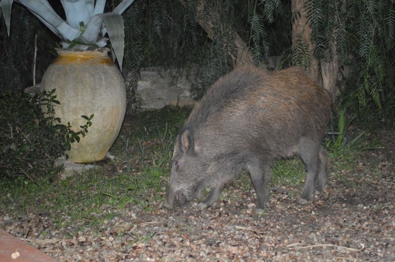 photo 24 Owner direct vacation rental La Ciotat gite Provence-Alpes-Cte d'Azur Bouches du Rhne Garden