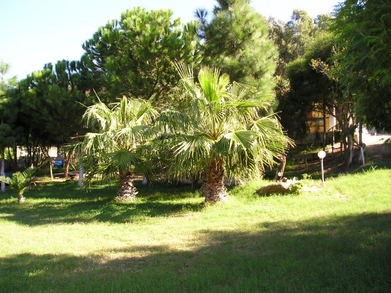 photo 10 Owner direct vacation rental Villasimius maison Sardinia Cagliari Province Garden