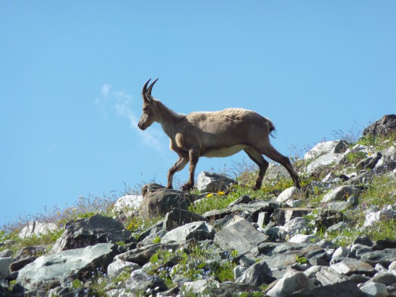 photo 22 Owner direct vacation rental Pralognan la Vanoise appartement Rhone-Alps Savoie Other view