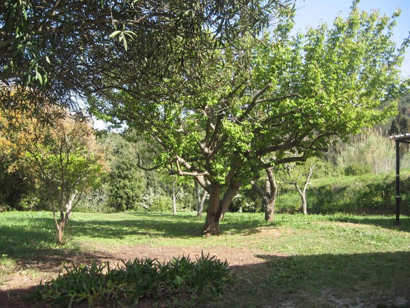 photo 9 Owner direct vacation rental Capoliveri appartement Tuscany Elba Island Garden