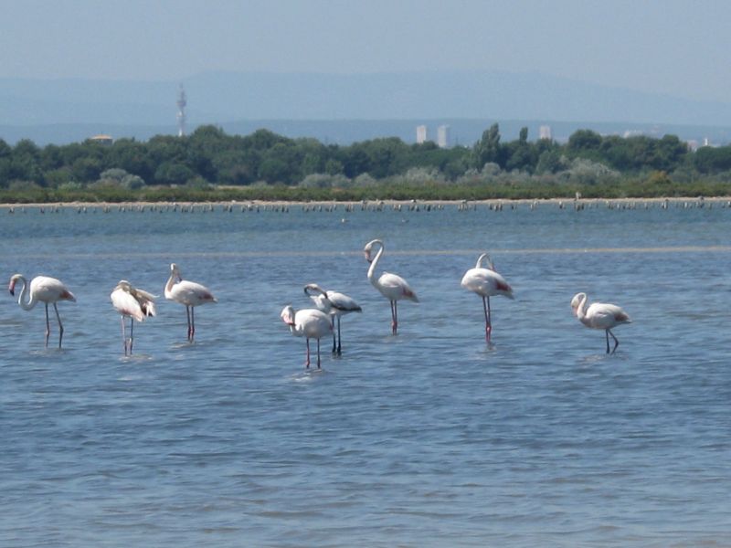 photo 14 Owner direct vacation rental Villeneuve-Les-Maguelone appartement Languedoc-Roussillon Hrault Surroundings