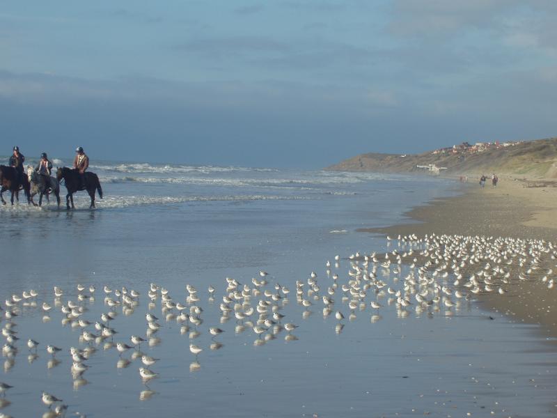 photo 20 Owner direct vacation rental Hardelot villa Nord-Pas de Calais Pas de Calais