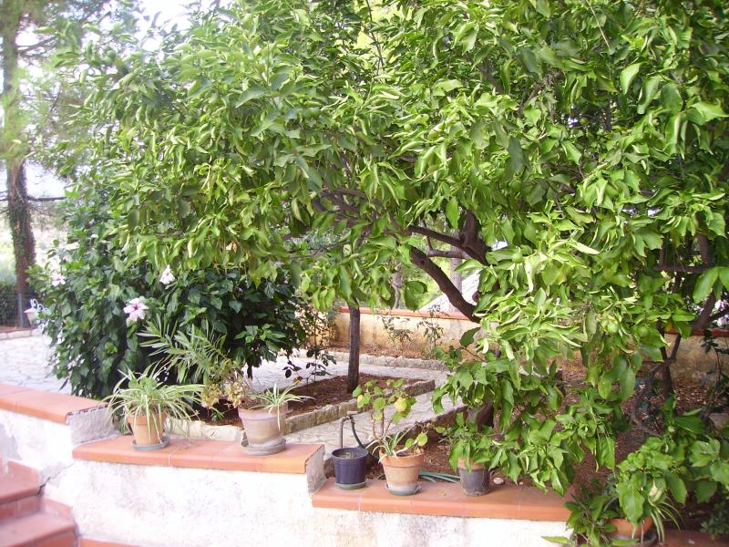 photo 11 Owner direct vacation rental Scopello villa Sicily Trapani Province Garden