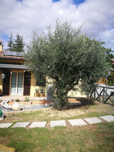 photo 8 Owner direct vacation rental Marotta maison Marche Pesaro Urbino Province Garden