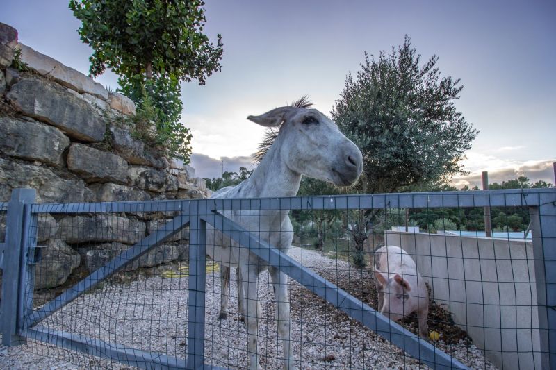 photo 24 Owner direct vacation rental Ourm villa Estremadura  and Ribatejo Ribatejo View from terrace