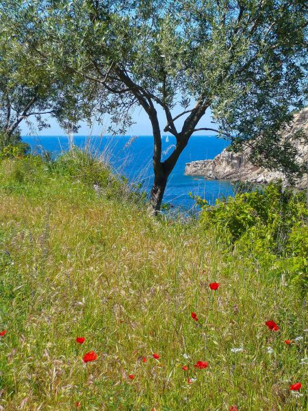 photo 27 Owner direct vacation rental Rio nell'Elba appartement Tuscany Elba Island Surroundings