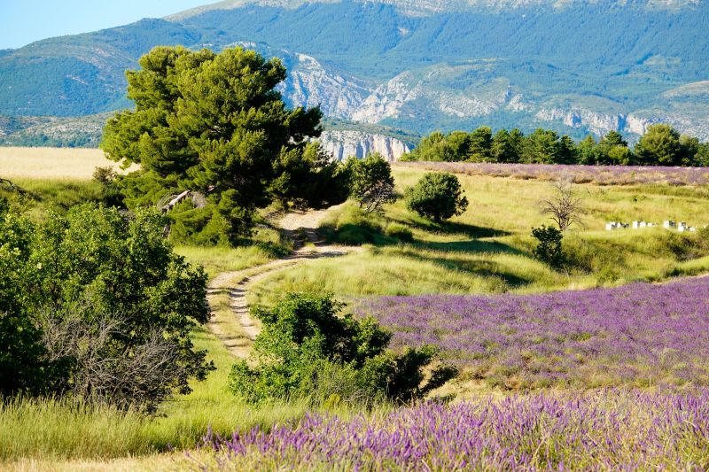 photo 20 Owner direct vacation rental Allemagne en Provence maison Provence-Alpes-Cte d'Azur Alpes de Haute-Provence Surroundings