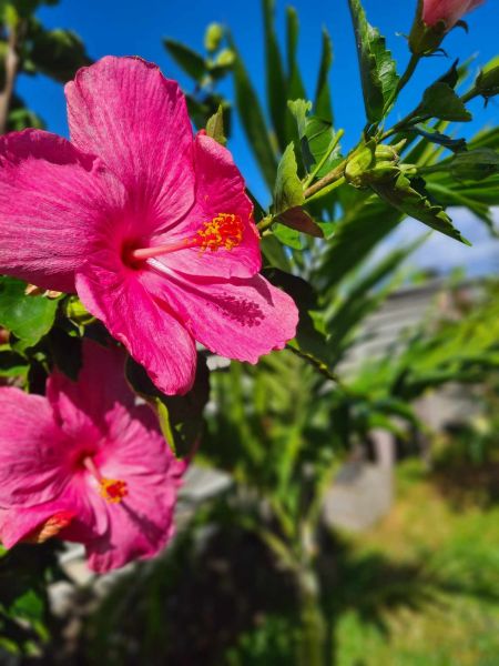 photo 6 Owner direct vacation rental Saint Pierre (Réunion) bungalow   Garden