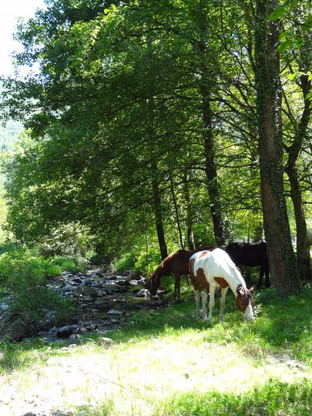 photo 19 Owner direct vacation rental Ussat les Bains gite Midi-Pyrnes Arige Surroundings