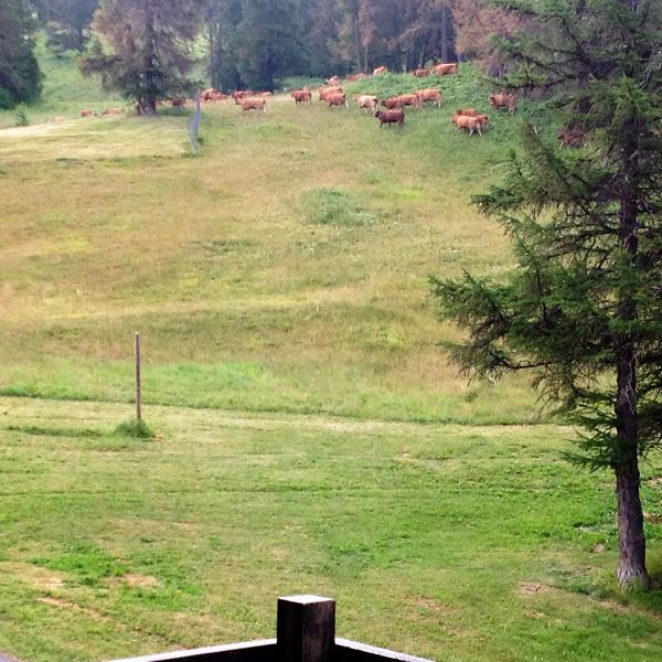 photo 29 Owner direct vacation rental Risoul 1850 appartement Provence-Alpes-Cte d'Azur Hautes-Alpes View from the balcony