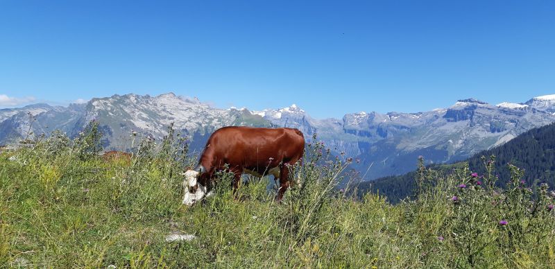 photo 26 Owner direct vacation rental Samons appartement Rhone-Alps Haute-Savoie Surroundings