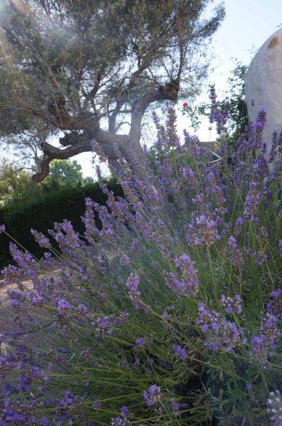 photo 21 Owner direct vacation rental Saint Raphael villa Provence-Alpes-Cte d'Azur Var Garden