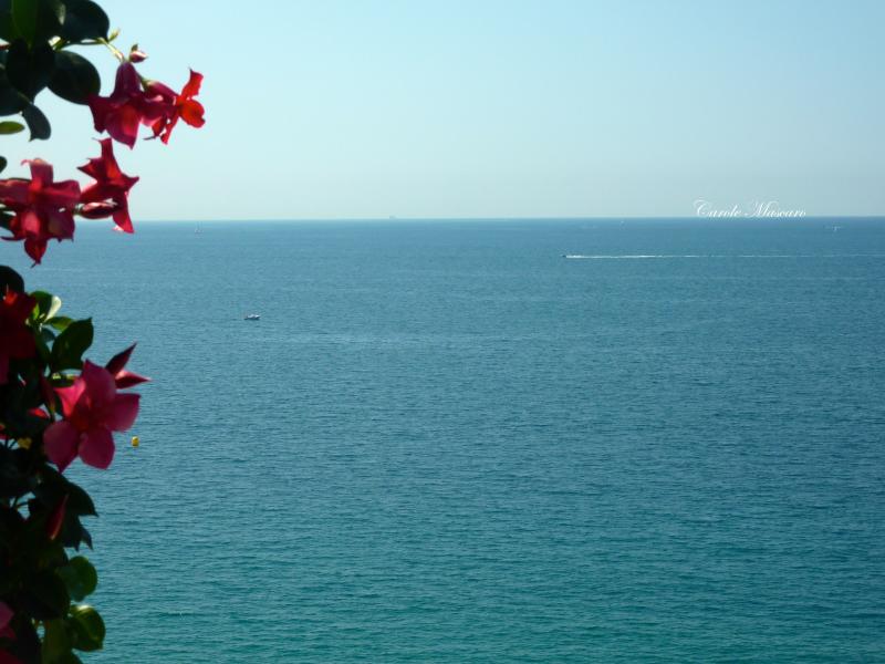 photo 3 Owner direct vacation rental Cannes appartement Provence-Alpes-Cte d'Azur Alpes-Maritimes View from terrace