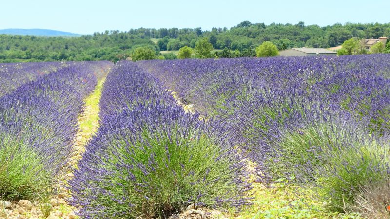 photo 26 Owner direct vacation rental Saint Maximin la Sainte Baume villa Provence-Alpes-Cte d'Azur Var Other view