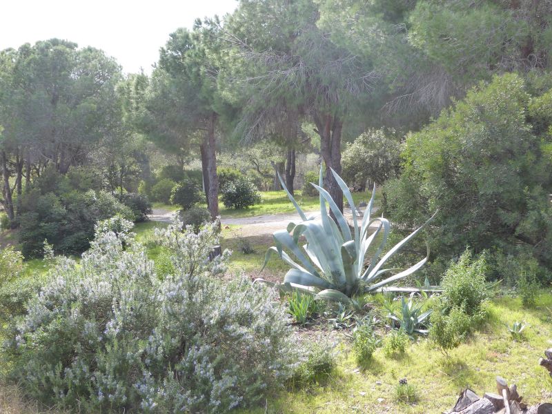 photo 17 Owner direct vacation rental Campo nell'Elba appartement Tuscany Elba Island Garden