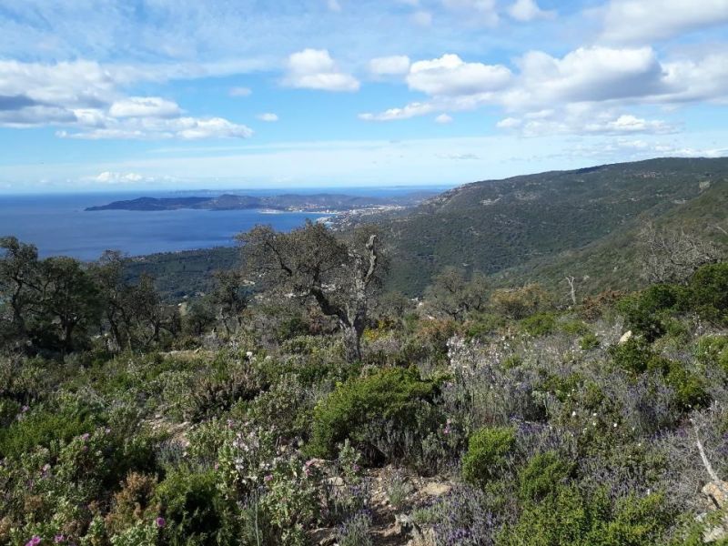 photo 24 Owner direct vacation rental Le Lavandou appartement Provence-Alpes-Cte d'Azur Var Other view