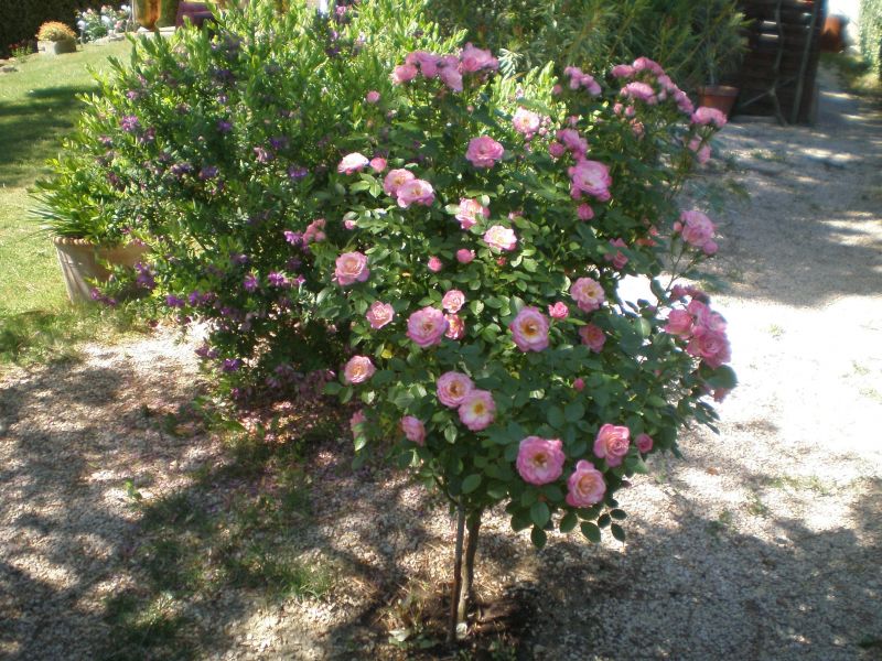 photo 3 Owner direct vacation rental Sainte-Ccile-les-Vignes gite Provence-Alpes-Cte d'Azur Vaucluse View from the property