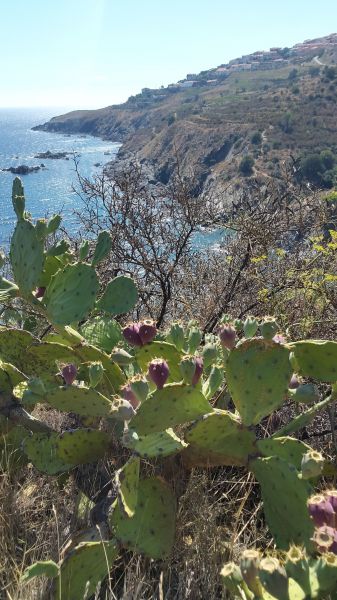 photo 8 Owner direct vacation rental Banyuls-sur-Mer appartement Languedoc-Roussillon Pyrnes-Orientales Surroundings