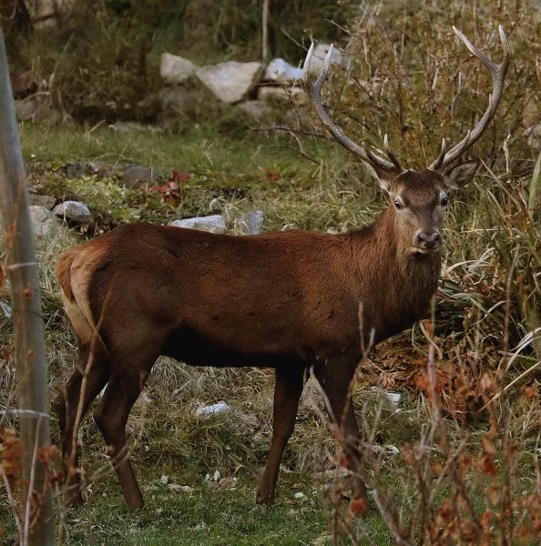 photo 23 Owner direct vacation rental Font Romeu chalet Languedoc-Roussillon Pyrnes-Orientales View from terrace