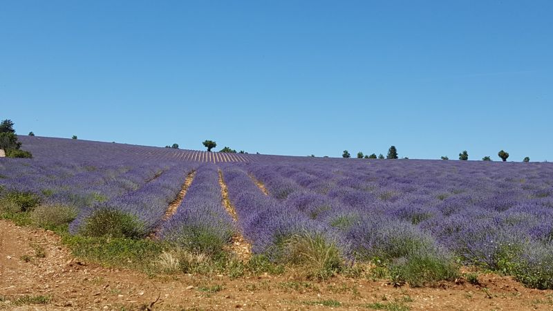 photo 22 Owner direct vacation rental Caromb studio Provence-Alpes-Cte d'Azur Vaucluse Outside view