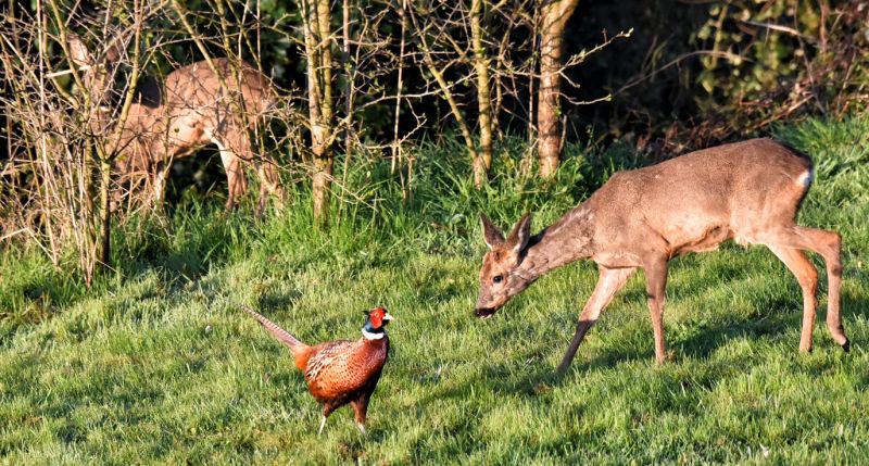 photo 28 Owner direct vacation rental Wissant gite Nord-Pas de Calais