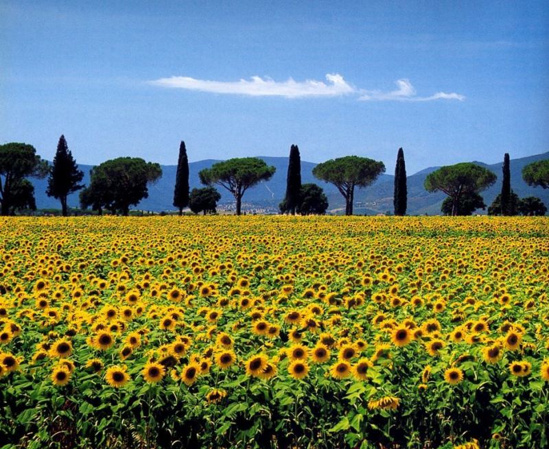 photo 8 Owner direct vacation rental Principina a Mare studio Tuscany Grosseto Province Surroundings